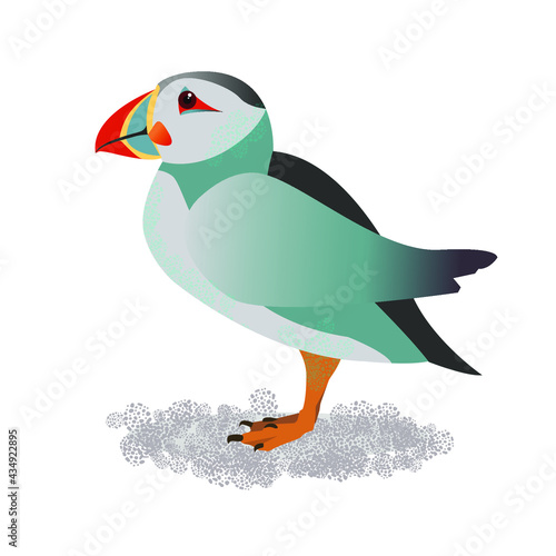 Puffin vector illustration. Isolated single stand bird. Polar flier in color. 