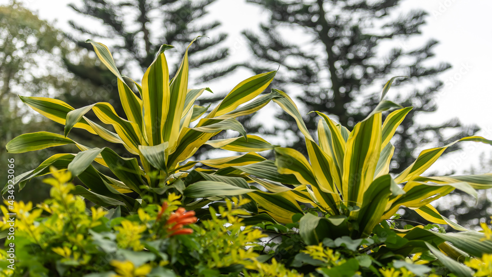 Obraz premium An indoor plant (Dracaena)with colored leaves and irregular stems in the rose garden. Also used as an ornamental plant.