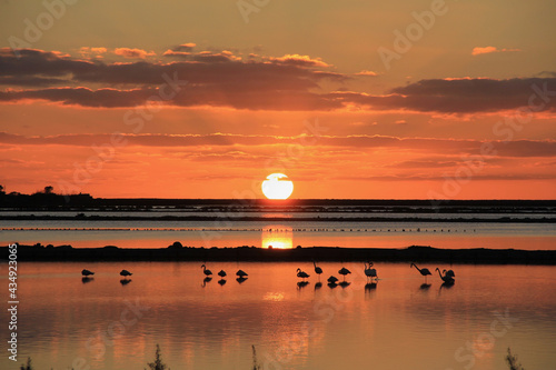 Foto flamingos @ sunset salinas ibiza