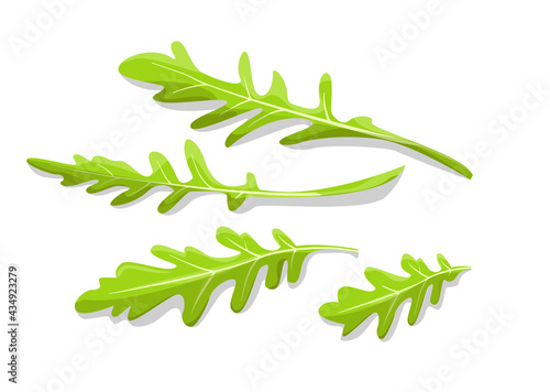 Set of rucola isolated on white background. Salad or rucola. Arugula leaf. Natural ingredient. Culinary herb. Flat style. Objects for design for banner, print, template. Cartoon vector illustration