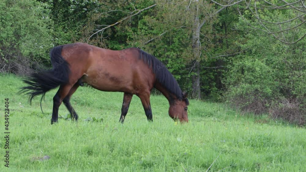 Thoroughbred horse walking on a green field. Thoroughbred horse walking on a green field.