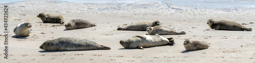 Seals on sandbar Engelschhoek between Vlieland and Terschelling Holland © Simon van Hemert