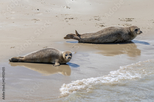 Seals on sandbar Engelschhoek between Vlieland and Terschelling Holland photo