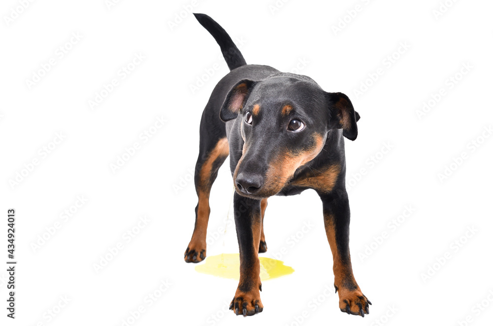 Dog breed jagdterrier pissing on the floor isolated on white background