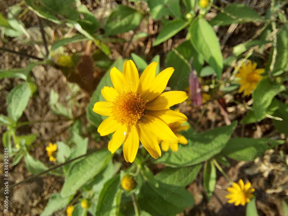 sunflower in the garden sunflower in the garden