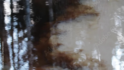 Hydrology. Water pollution, roiling (fluid) mechanics. Jets of cloudy turbide water penetrate into a clean pond and you can see swirls of mud (phase separation, mixing) current photo