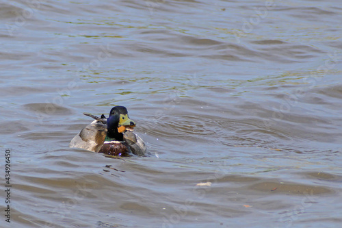 River duck with a piece of bread in its beak close-up