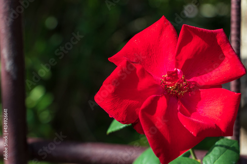 24 件の最適な 五枚花弁 画像 ストック写真 ベクター Adobe Stock 24 件の最適な 五枚花弁 画像 ストック写真 ベクター Adobe Stock