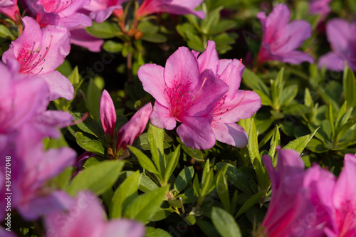 ピンクの花