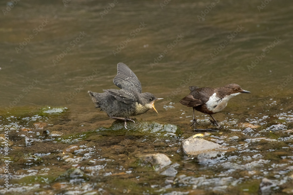 Dipper juvenile feeding in a stream in Scotland in the springtime Dipper juvenile feeding in a stream in Scotland in the springtime