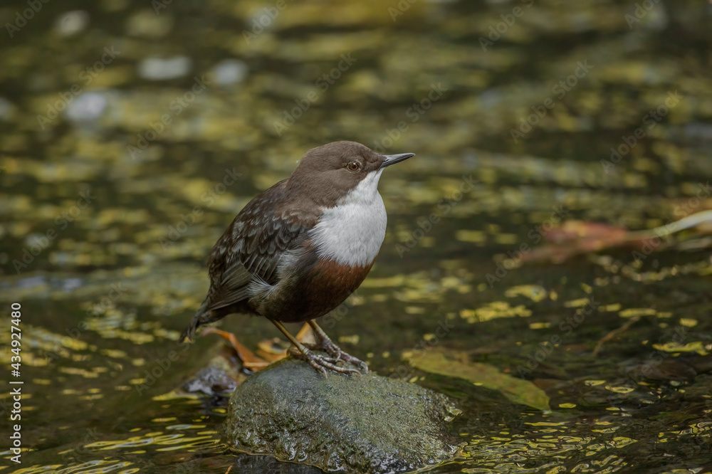 Dipper perched on a rock in a stream Scotland Dipper perched on a rock in a stream Scotland