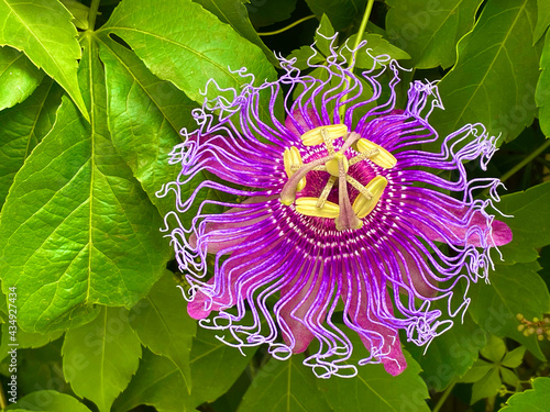 purple passionflower blossom, isolated, against background of green vines