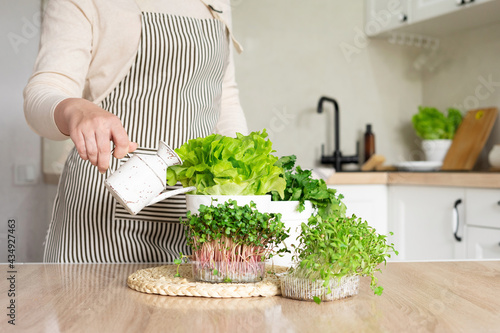 A woman in an apron pours lettuce in a pot in the kitchen. Home garden with lettuce, rosemary and microgreens on the table. photo