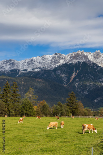 Pasture with cows under Austrian Alps nearby Bischofshofen © Richard Semik