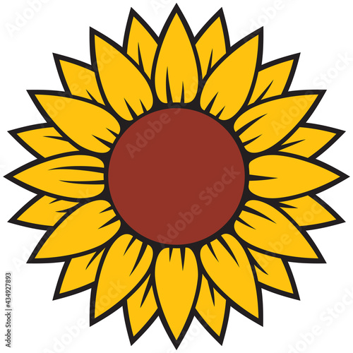 sunflower vector illustration in color