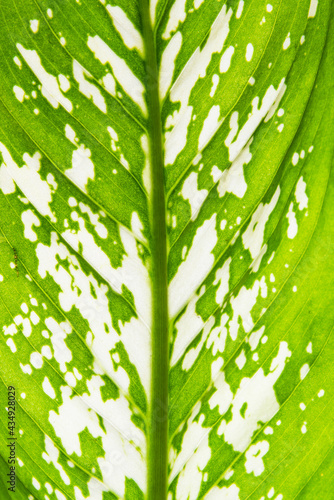 Variegated leaf texture. Skeleton leaf and sunlight wallpaper.