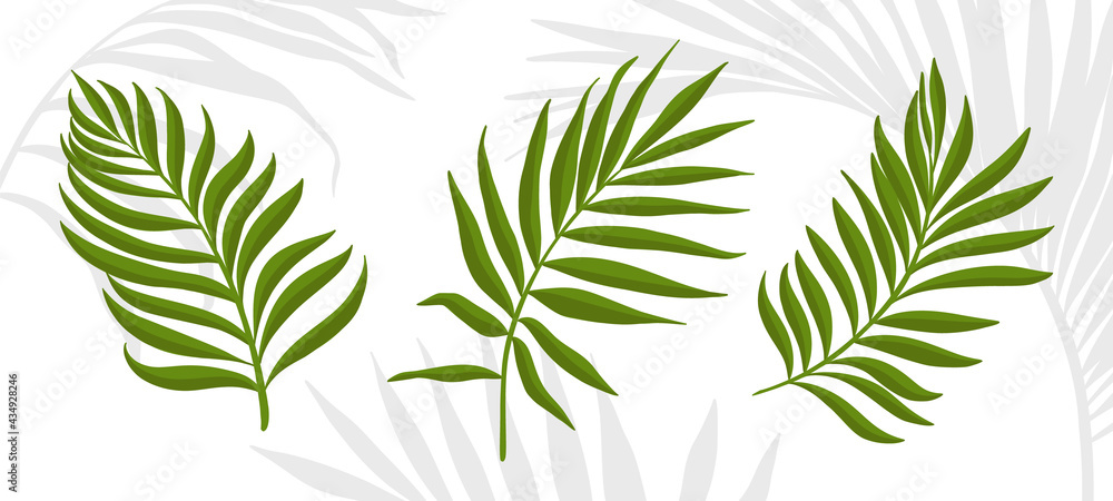 Palm leaves. Set of tropical plants isolated on white background. Simple vector elements for your design. Palm leaves. Set of tropical plants isolated on white background. Simple vector elements for your design.