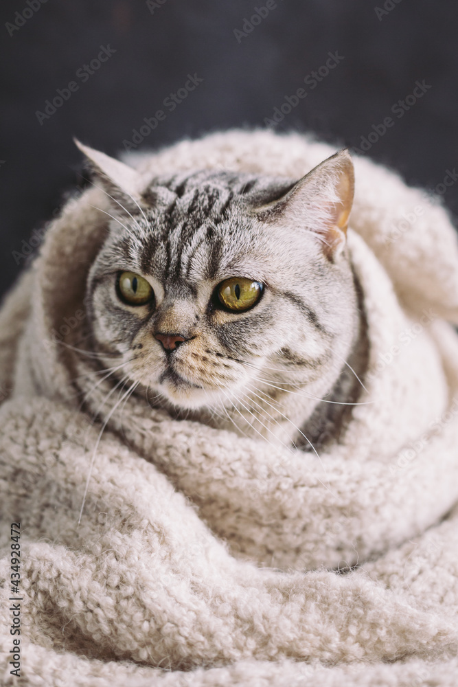 Funny cat (Scottish Straight breed) in a warm knitted scarf.