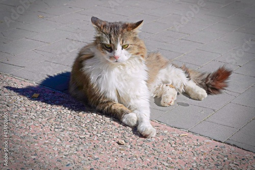 Portrait of cat resting.  Beautiful Siberian feline animal on ground and looking at something.  Daytime photo with vignetting effect. photo