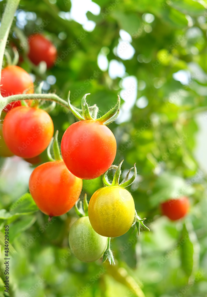 Fresh red ripe and unripe tomatoes growing on branch, natural green background. healthy organic vegetable. gardening harvest season