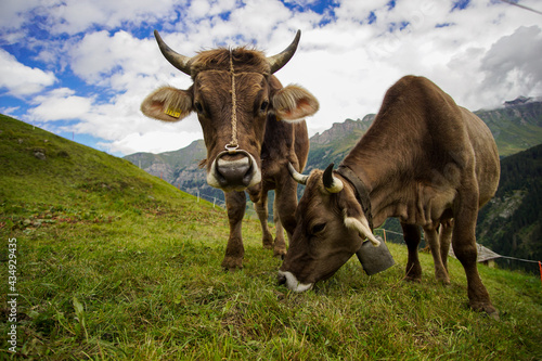 K  he auf der Weide in den Schweizer Alpen bei Vals