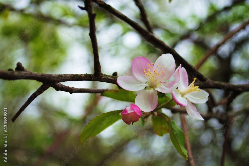 Cherry Blossom Tree Branch in Green Foliage Macro Pink Flower