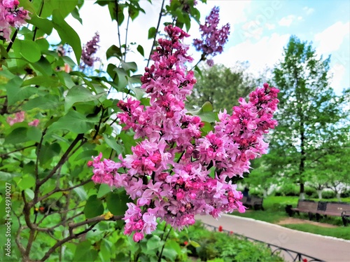Lilac branch on the background of the park