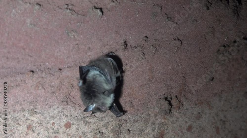 Daubenton's bat (Myotis daubentoni) spends the winter in a quarry, sandstone layers. The small animal actively cleans its fur and gets rid of fleas, eat fleas photo