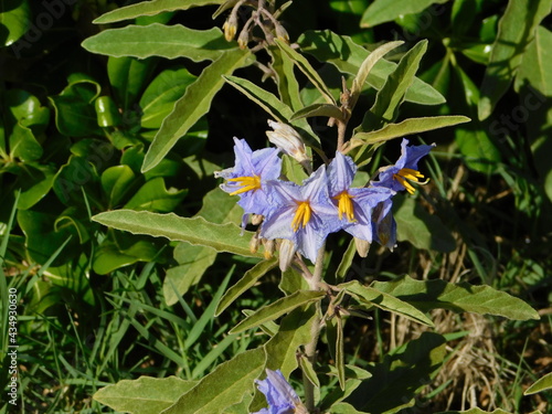 Silverleaf nightshade or solanum elaeagnifolium wild plants with flowers, in Attica, Greece photo