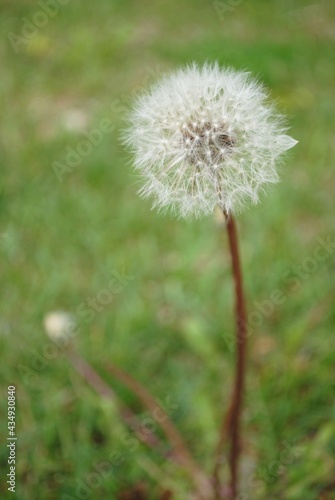 Macro Dandelion Wish Seed in Green Field in Spring