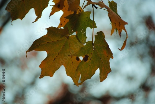 Macro Autumn Leaves in Cold Gray Sky