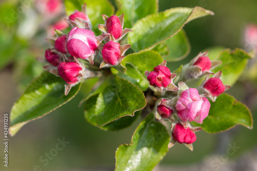 Macro shot of apple blossom at the pink cluster growth stage