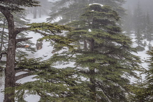 Cedar trees, part of Cedars of God park in Bsharri, Lebanon photo