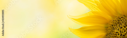 Nature of sun flower in garden using as cover page background natural flora wallpaper or template brochure landing page design