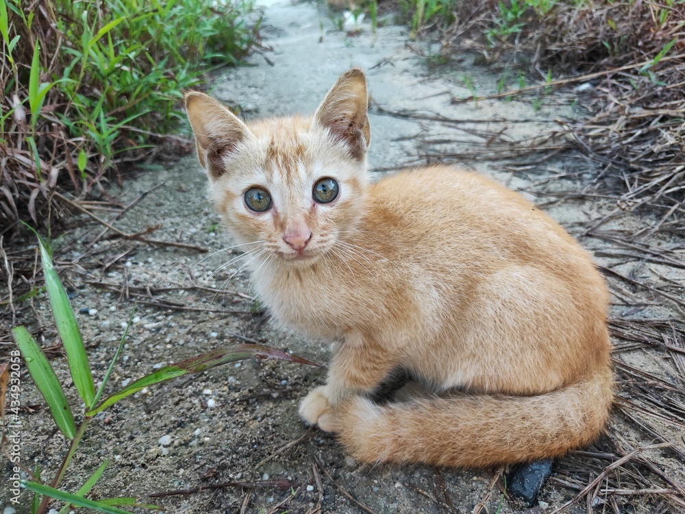 Adorable kitten playing in the yard. Kitten outdoor. Selective Focus Adorable kitten playing in the yard. Kitten outdoor. Selective Focus