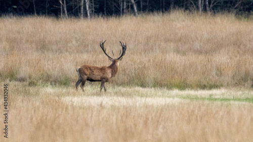 deer stag © #TonStu