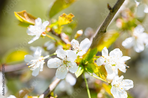 closeup of cherry blossom background, texture, pattern,