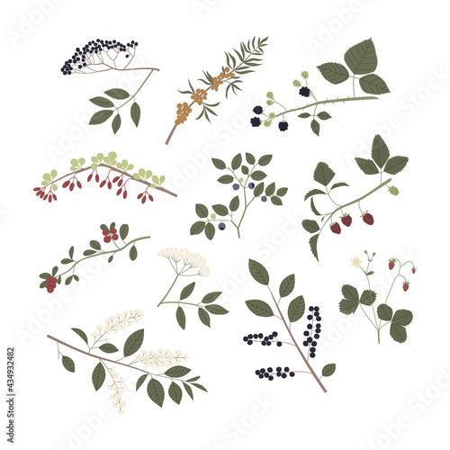 Vector color hand drawn flat illustration set of forest berry with branches, leaves, flowers and berries.