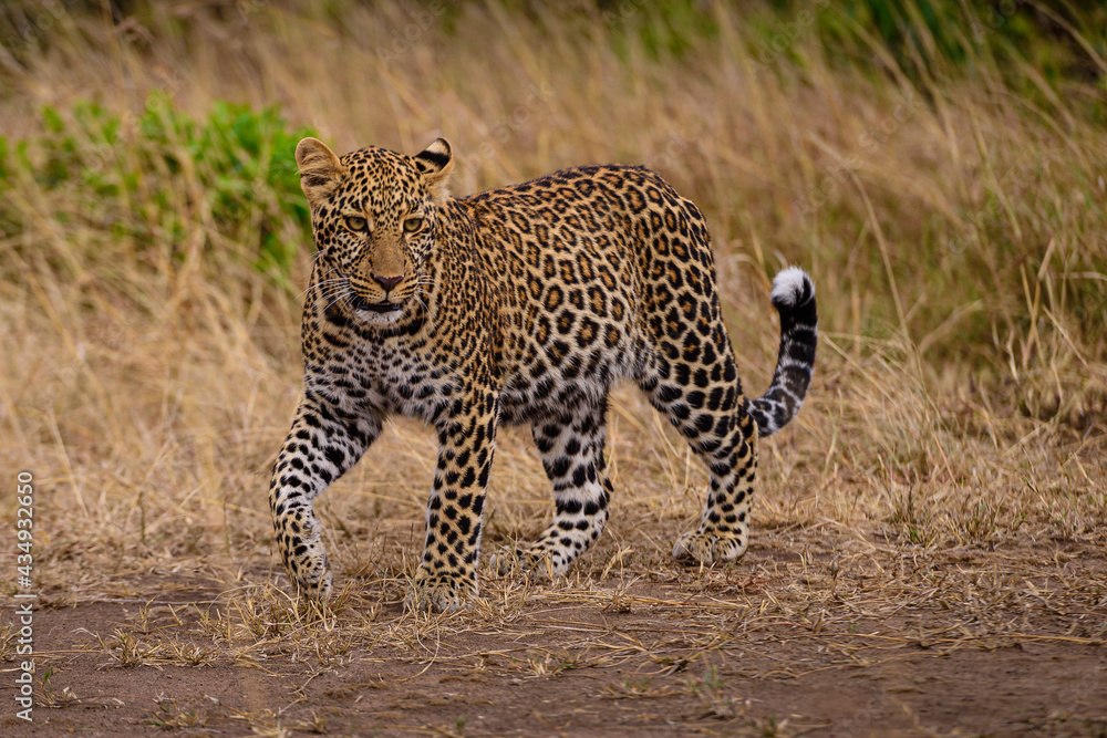 Sub adult leopard cub walking in savannah. Sub adult leopard cub walking in savannah.