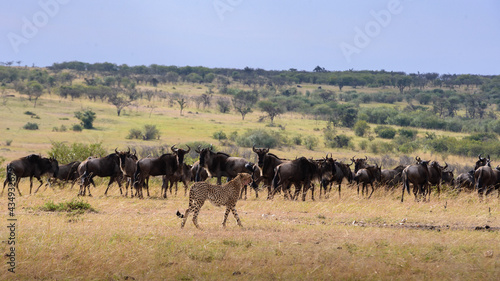 Fototapeta Naklejka Na Ścianę i Meble -  Cheetah walks in front of a wildebeest herd in Maasai Mara, Kenya.
