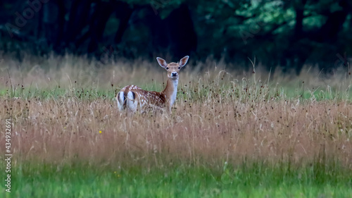 deer in the woods