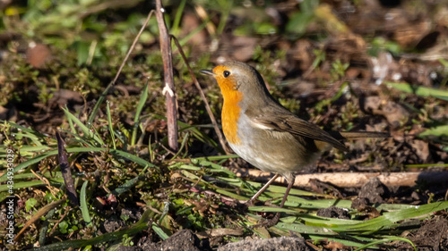 robin on the grass