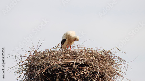 white stork in nest