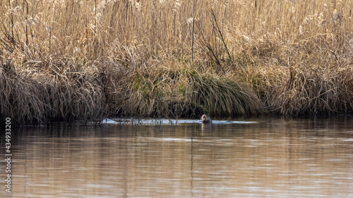ducks on the lake
