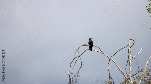 bird on a branch