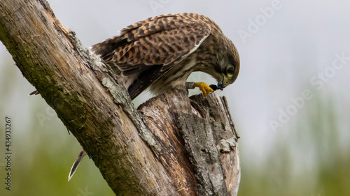 red tailed hawk