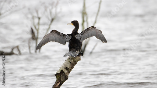 vulture in flight