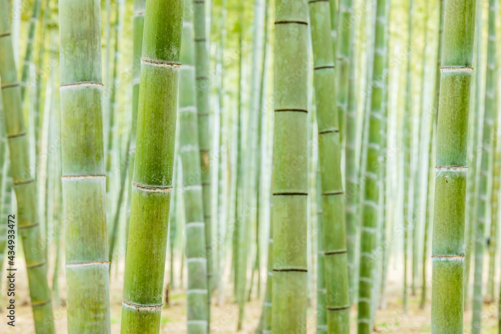 瑞々しい新緑の竹林 瑞々しい新緑の竹林