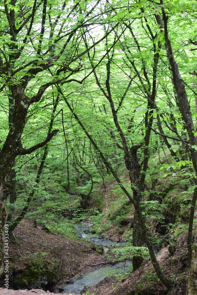 trees in the forest trees in the forest