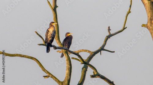 bird on a branch